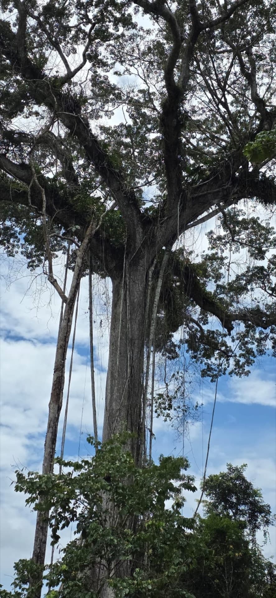 Floresta Amazônica
